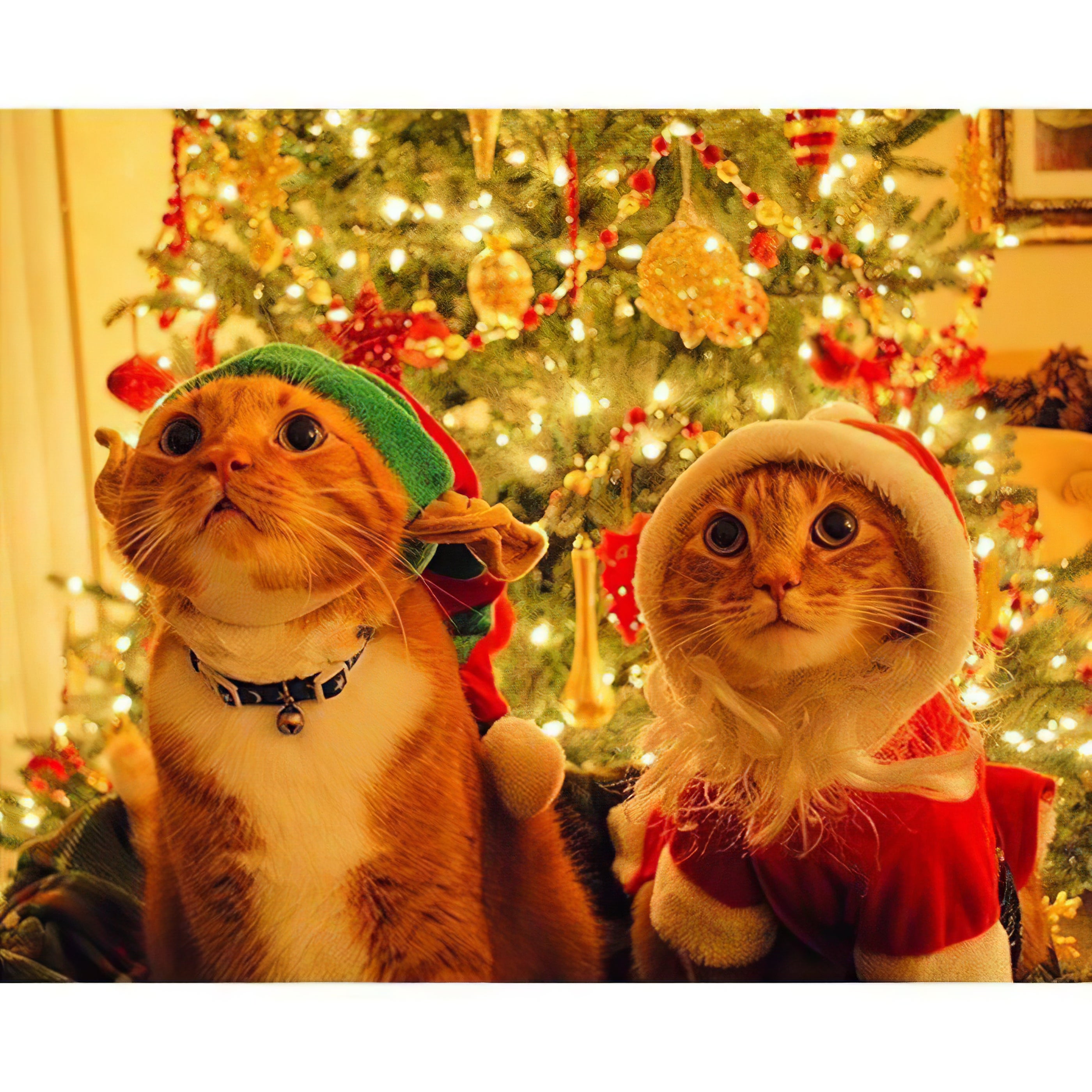 Chat mignon de Noël