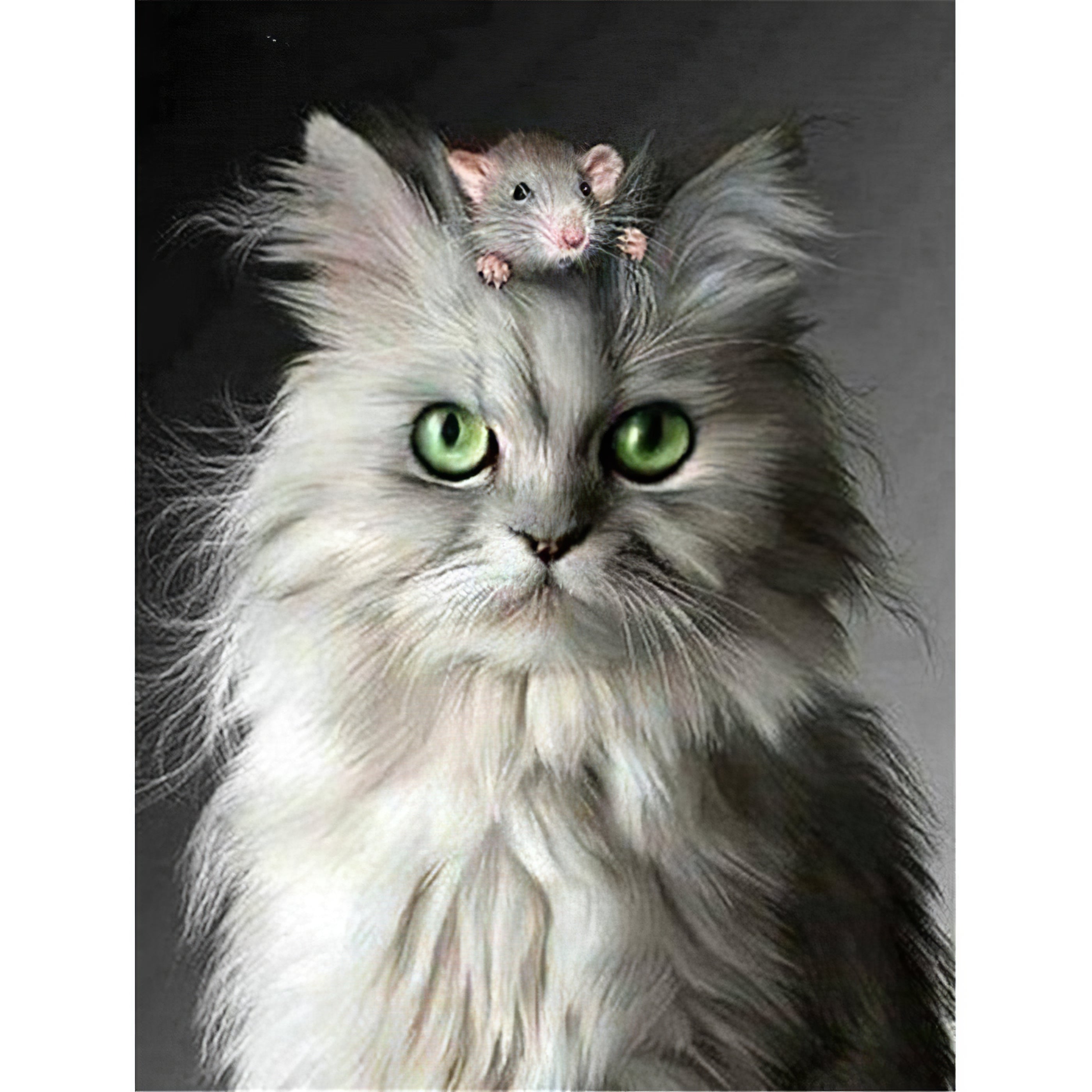 Chat en colère avec rat
