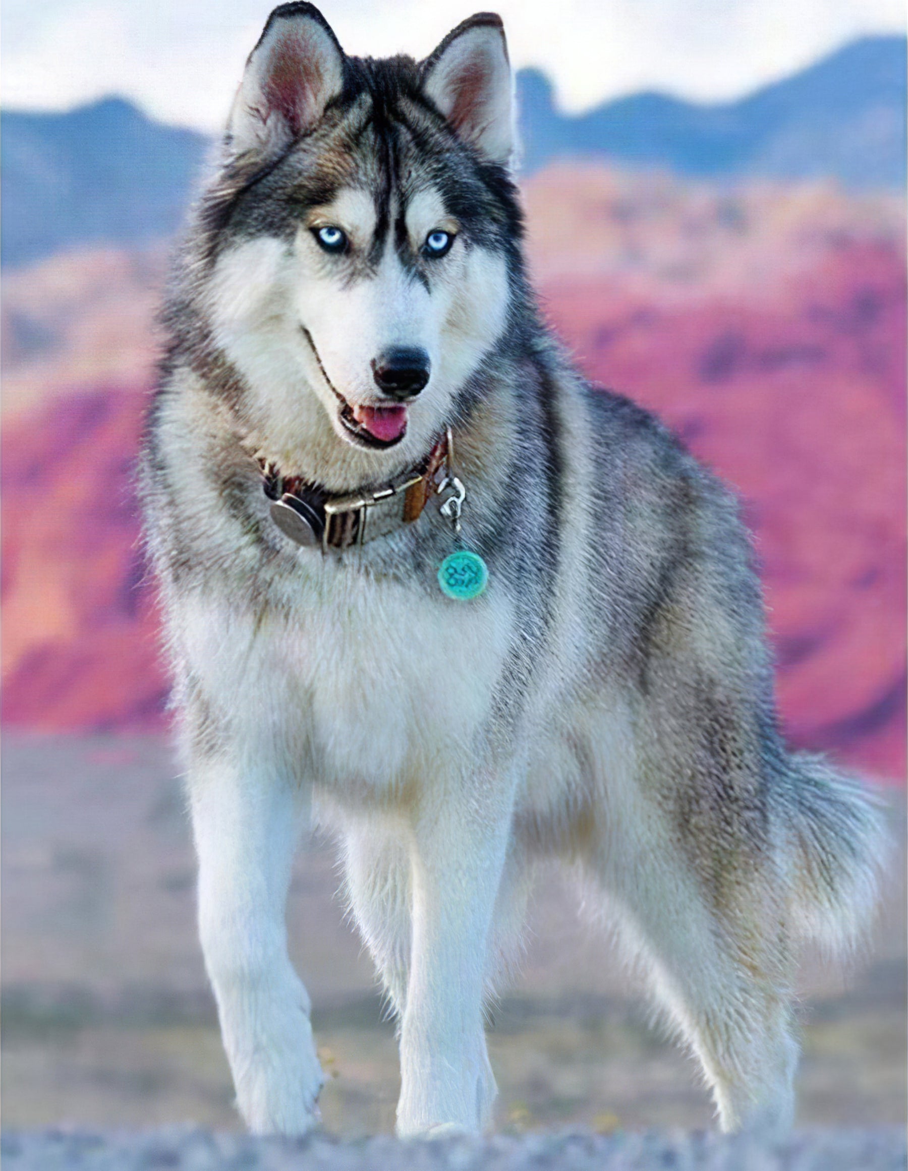 Admirez le regard loyal d'un autre magnifique Husky dans cette broderie diamant. Chien Husky - j'adore la broderie diamant