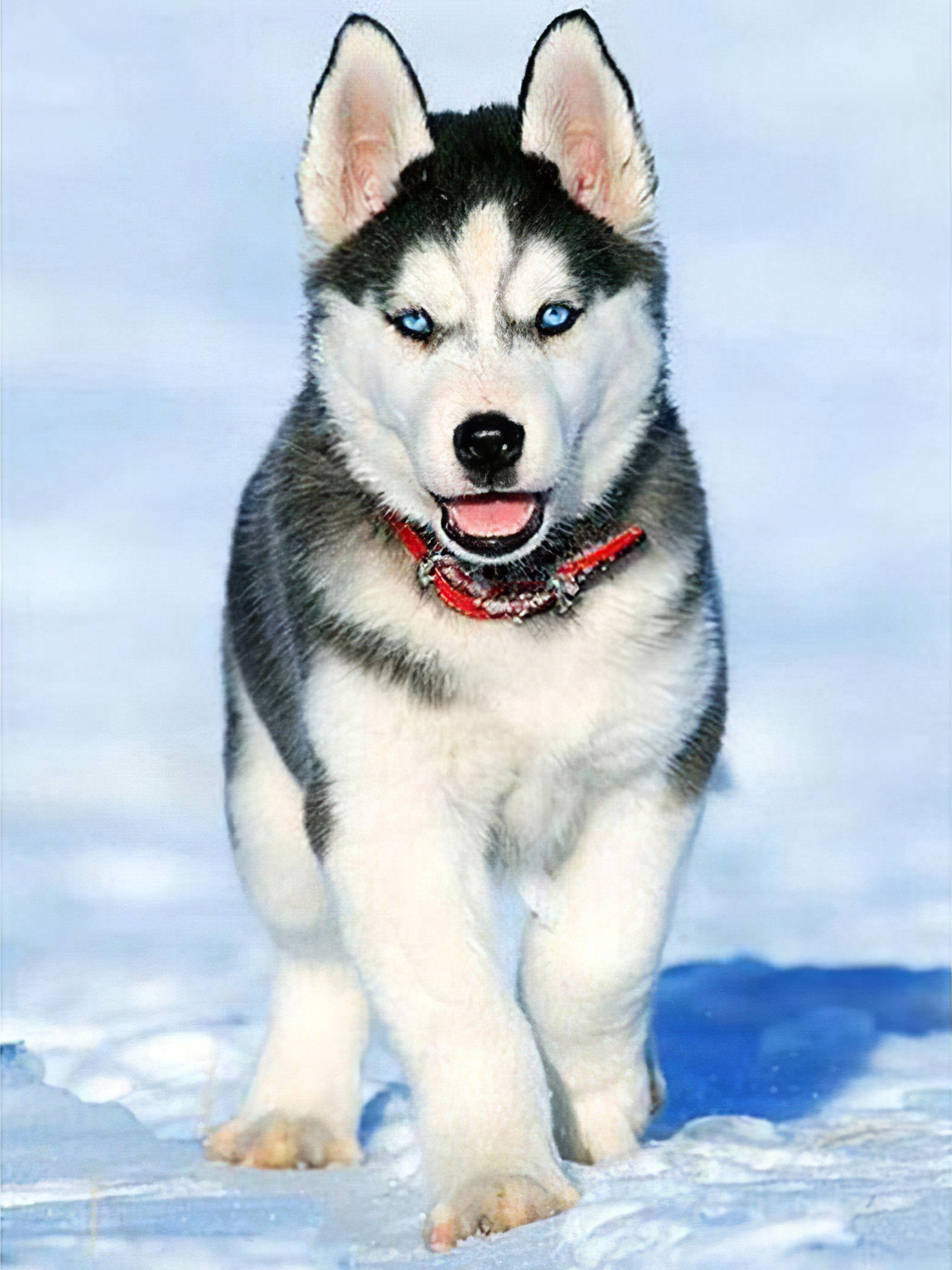 Ressentez l'esprit sauvage d'un majestueux Husky dans cette broderie diamant. Chien Husky - j'adore la broderie diamant