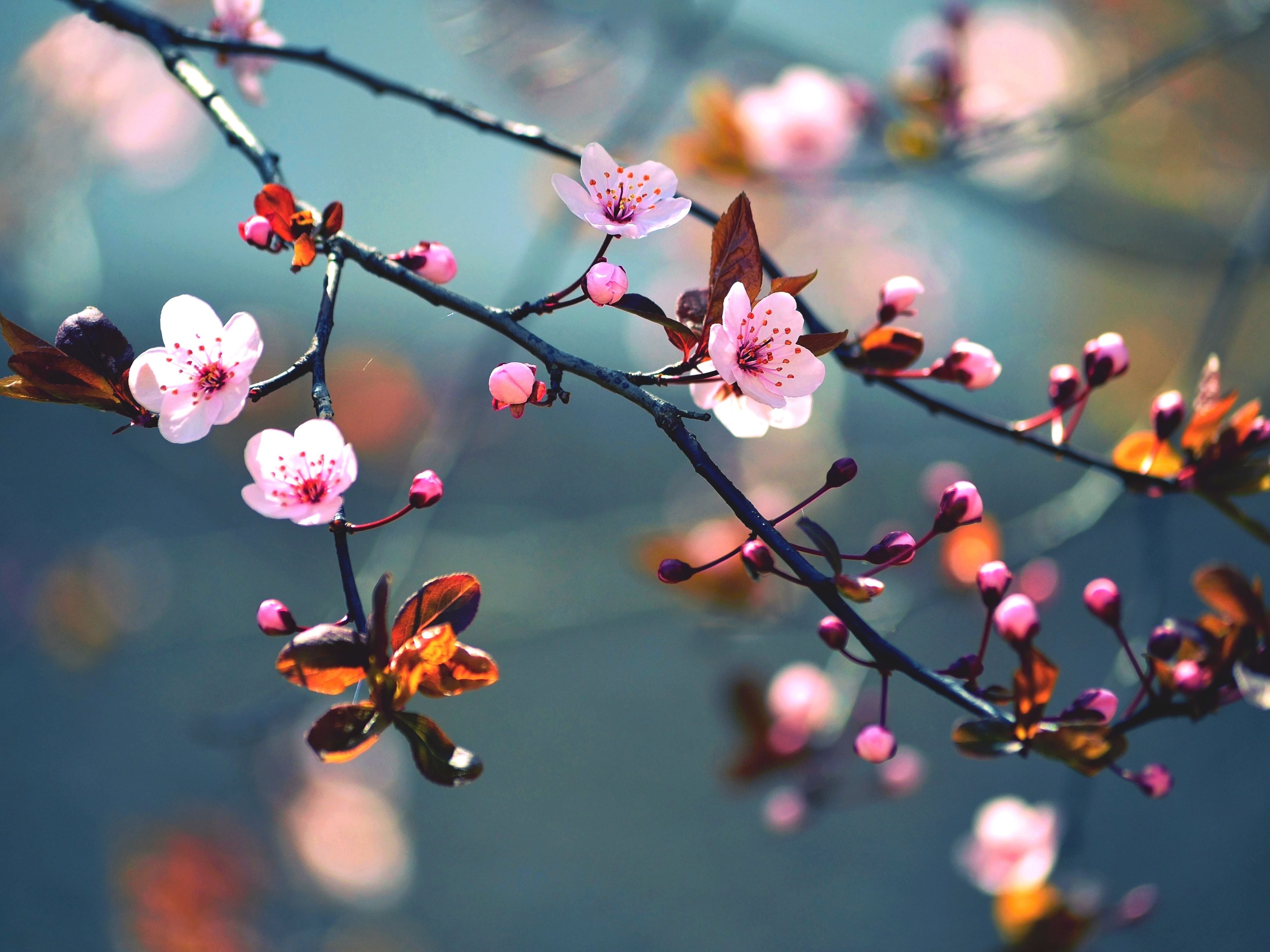 Capturez la splendeur des cerisiers en fleurs, en les montrant comme des mers de fleurs nuageuses et des pétales élégants dans cette broderie diamant. Fleurs Cérisier - j'adore la broderie diamant