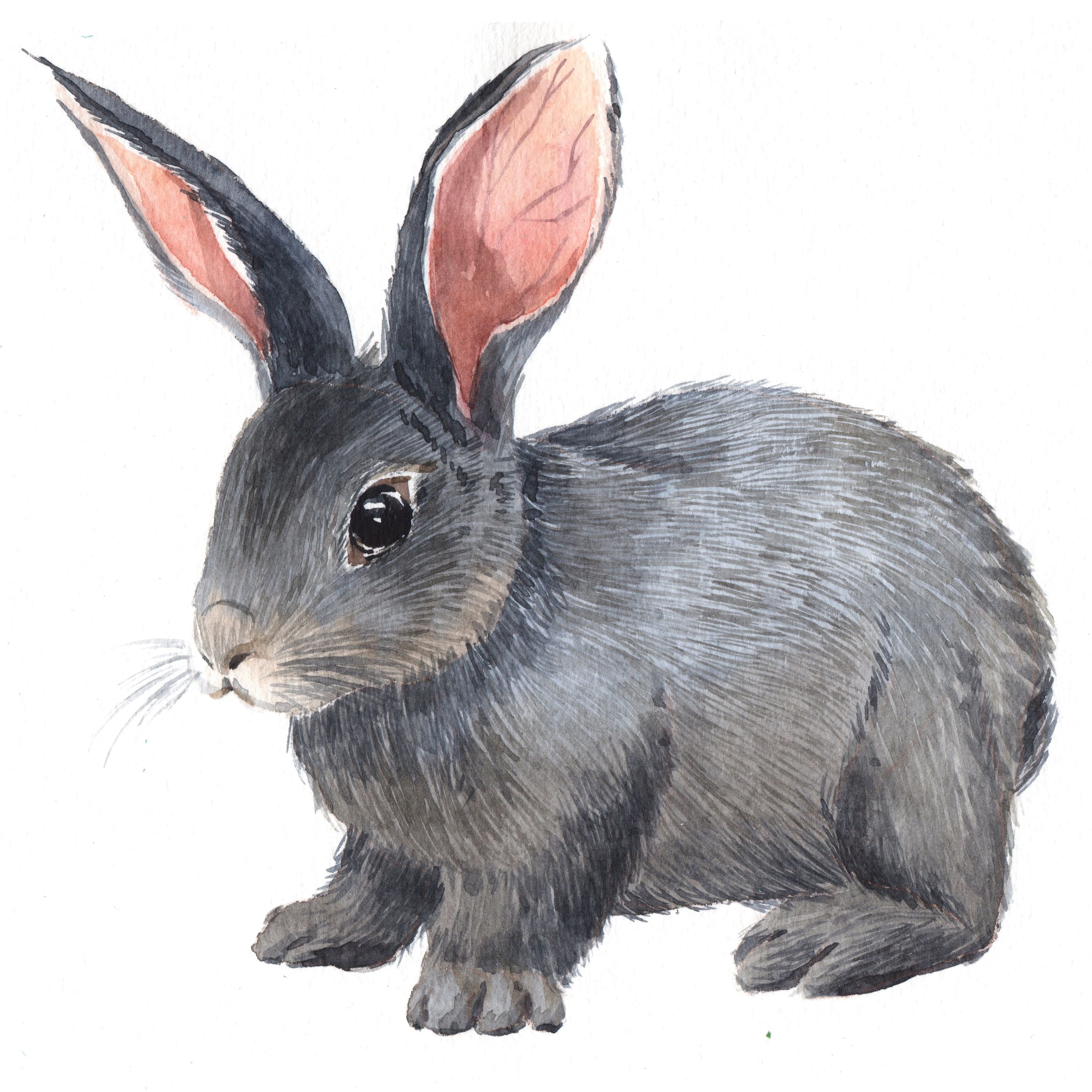 Révèle la beauté douce et naturelle du lapin gris dans cette broderie diamant. Lapin Gris - j'adore la broderie diamant