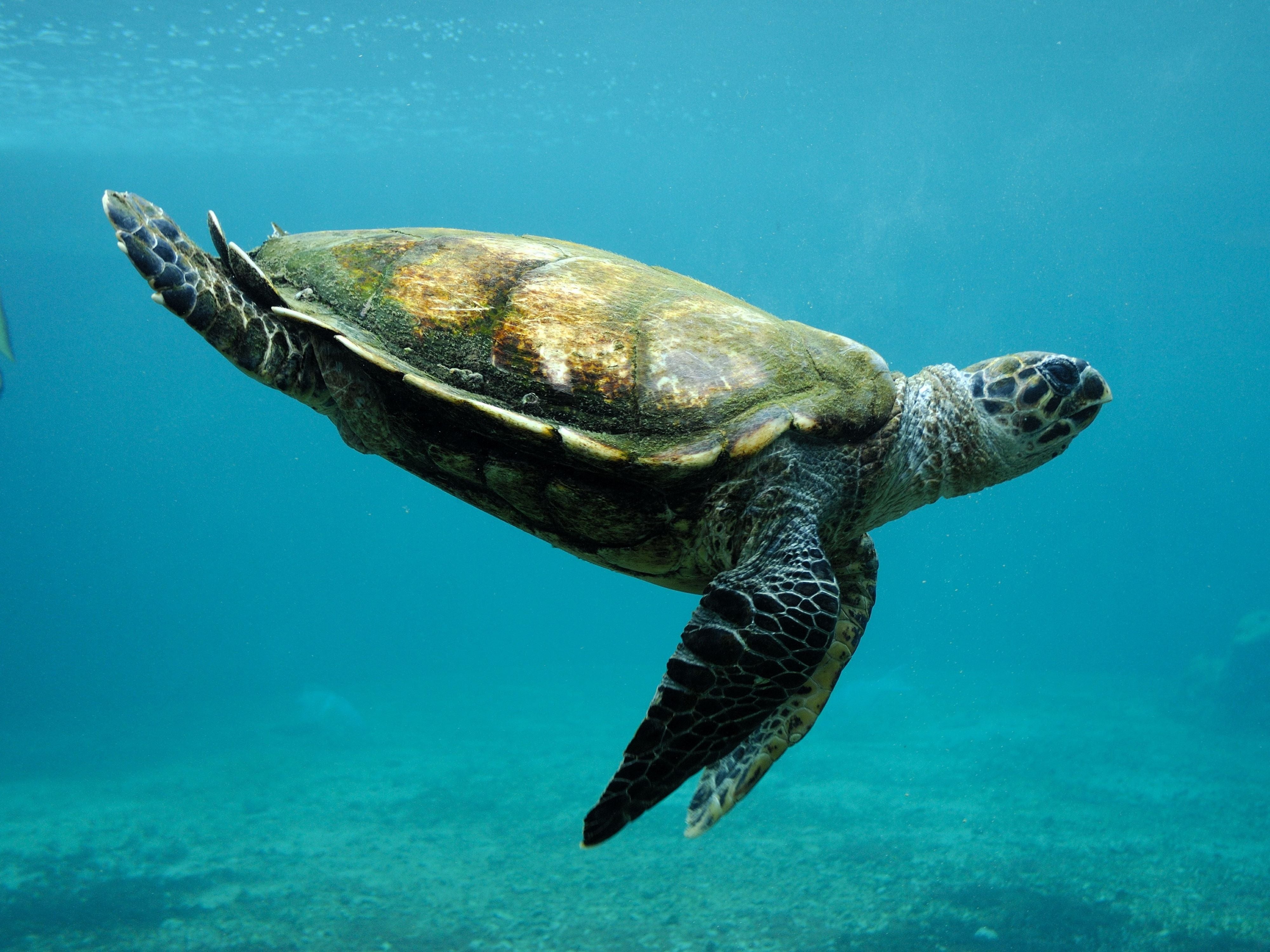 Tortue dans l'Océan