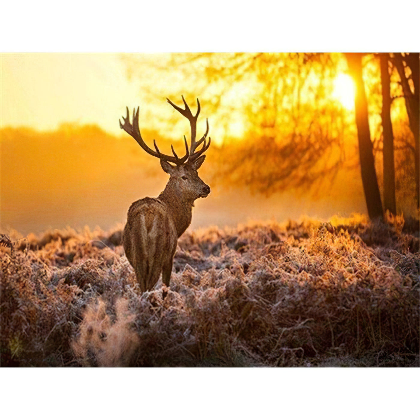 Ressentez la solitude et la beauté avec Cerf Solitaire Et Soleil dans cette broderie diamant. Cerf solitaire et soleil - j'adore la broderie diamant