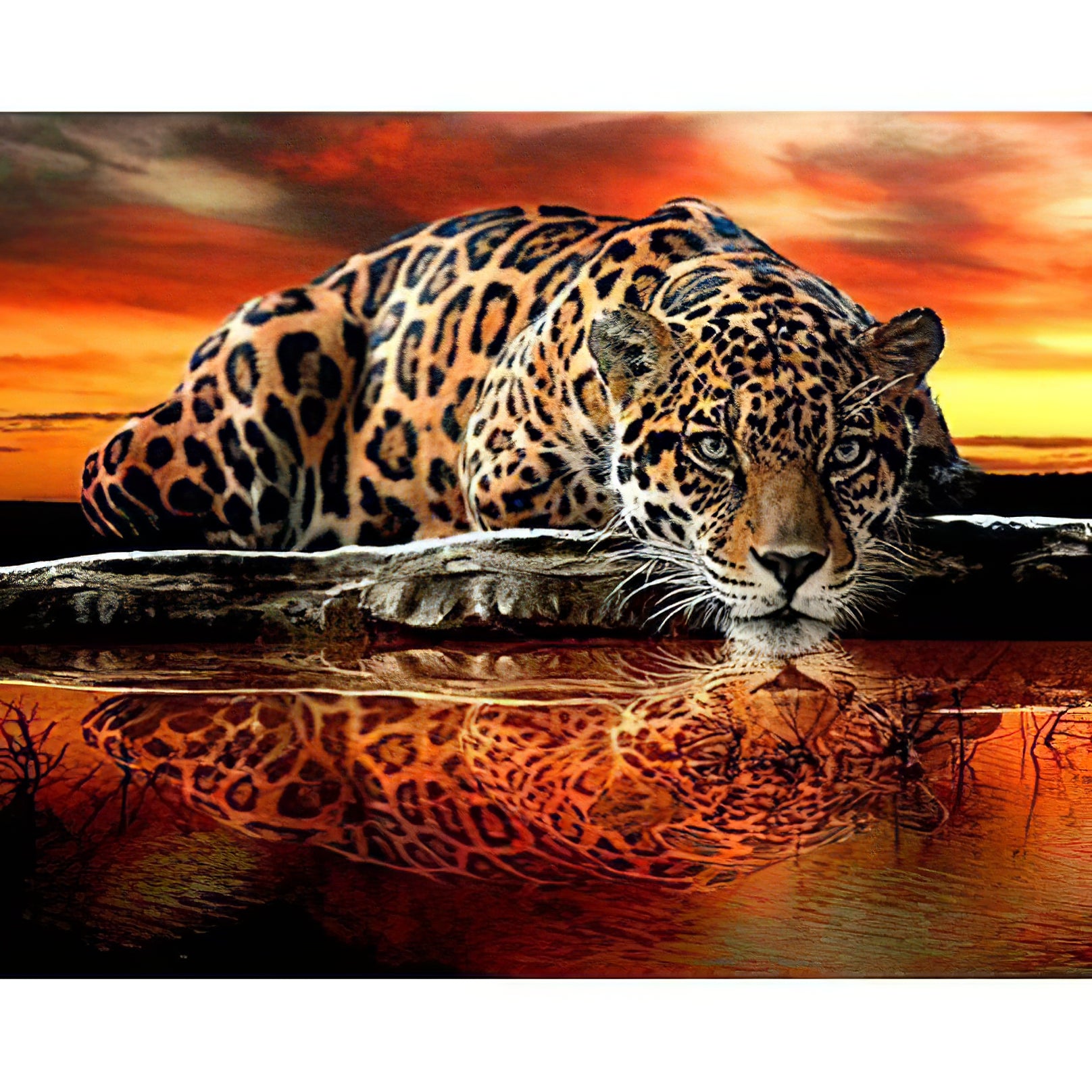 Un Tigre avec son Reflet dans l'Eau